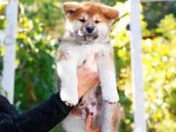 Japon harikası Akita Inu yavrumuz