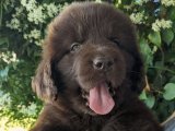 Enerjik ve Sevimli: Newfoundland Yavru Köpekler Sizi Bekliyor!