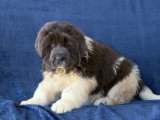 Evinizi Sevgiyle Dolduracak Yavru Köpekler: Newfoundland Bekliyor!