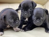 Minik Pug bebişler görücüye çıktı