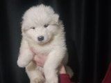 SAFKAN SAMOYED YAVRULARI