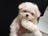 Ev doğumlu Safkan Kore Kan Maltese Terrier