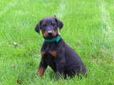 Irk Garantili Efsane King Doberman Yavrularımız