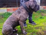 Saf Kan CANE CORSO Oğlumuza EŞ arıyoruz