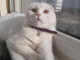 Scottish Fold dişi kedimize acil eş arıyoruz