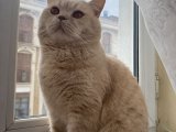 British Shorthair karamel oğlumuza gelin adayı aranıyor