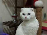 Scottish fold beyaz ve mavi gözlü. Oğlumuza eş arıyoruz.