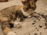 Dişi exotic shorthair kedimize eş arıyoruz