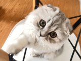 Güzel uysal scottish fold kızım bulut için eş arıyorum