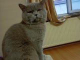 British Shorthair cinsi erkek kedime eş arıyorum