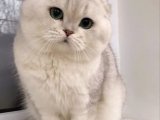 Scottish Fold Yakışıklı Parsimiza Oğlumuza Es Ariyoruz