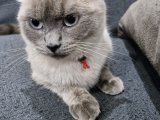 British shorthair blue point dişi kedimize eş ariyoruz