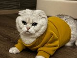 Aşkın Notası: Scottish Fold Çiftleştirme İlanımızla Melodiye Katılın