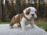 Üst Kalite İngiliz Bulldog Yavrumuz