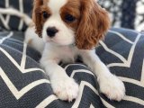 Şeker Gibi Cavalier King Charles Yavrumuz