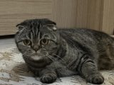 Scottish fold kızımıza eş aranıyor