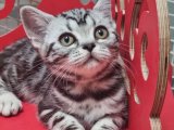 Eşsiz güzellikte safkan American Shorthair yavrumuz