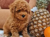 ORJİNAL MİNİ TOY POODLE PEACH