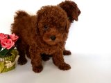 ORJİNAL TOY POODLE RED BROWN