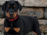 Doberman bizden sorulur