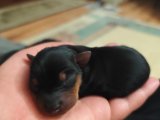 Muhteşem 0 numara minyatür pinscher