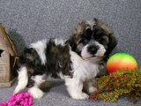 Show kalite havanese terrier yavrumuz