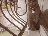 British shorthair oğluma eş arıyorum