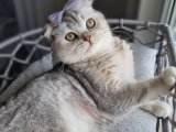 Scottish fold kızıma eş arıyorum