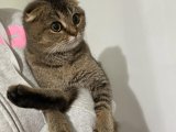 Dişi scottish fold kedimiz için eş arıyoruz