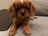 Evin neşesi Cavalier King Charles Spaniel Yavru