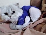 Scottish fold beyaz kızıma çok acil eş arıyorum