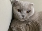 Scottish Fold kızımıza eş arıyoruz