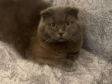 Yakışıklı tecrübeli scottish fold oğluma eş arıyoruz