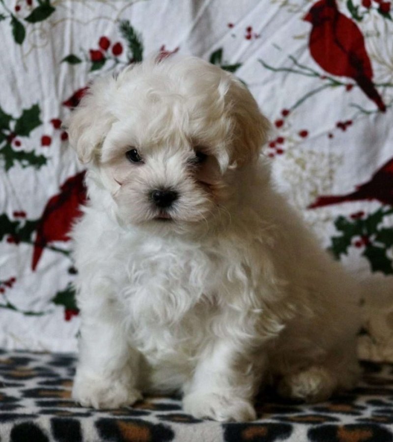 Mini maltese terrier best sale