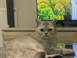 Dişi british shorthair kedimize eş arıyoruz