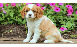 Cavalier King Charles Özellikleri ve Bakımı