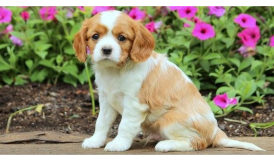 Cavalier King Charles Özellikleri ve Bakımı