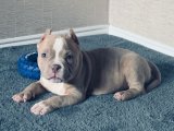 American bully fiyatları öğrenmek için arayın