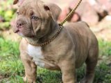 Mermi gibi yavru american bully fiyat