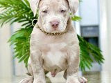 Safkan anne babadan yavru american bully fiyat