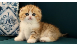 Scottish Fold kedileri hangi renklerde olabilir?