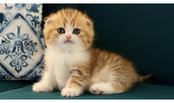 Scottish Fold kediler karnabahar yer mi?