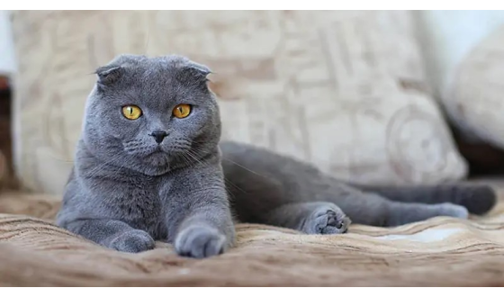 Scottish Fold kedileri ne kadar yaşar?