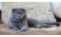 Scottish Fold kedilerinin tarihçesi nedir?