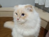 Scottish fold erkek kedime dişi arıyorum