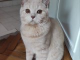 British Shorthair Oğluma Eş Arıyorum