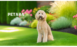 Labradoodle Özellikleri ve Bakımı