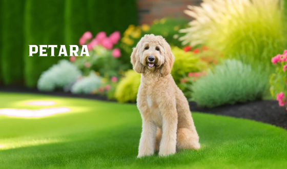 Labradoodle Özellikleri ve Bakımı