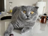 10 aylık Scottish fold oğlumuza eş arıyoruz