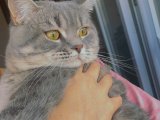 British Shorthair oğluma Eş arıyorum 